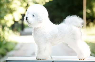 bichon frise3