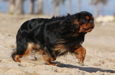 king charles spaniel2