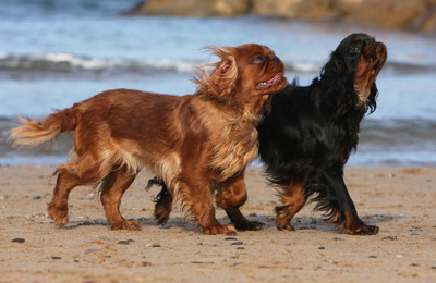 king charles spaniel3