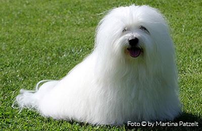 coton neu2
