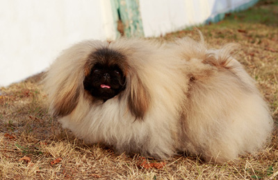 Pekingese
