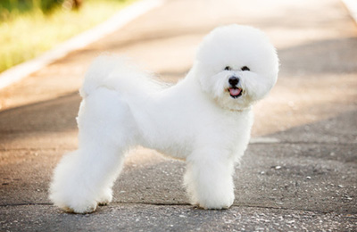 bichon frise2
