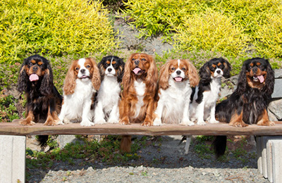 cavalier king chales spaniel5