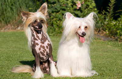 chinese crested