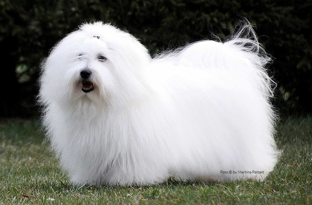 coton 
