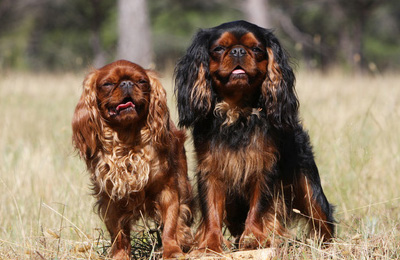 king charels spaniel
