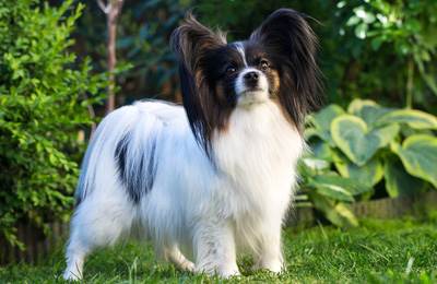 papillon2