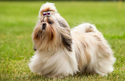 shih tzu